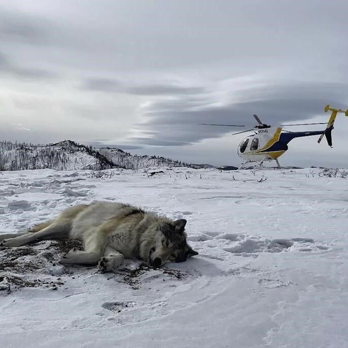 Colorado cattle industry sues over wolf reintroduction on the cusp of the animals' release